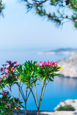 Bulanık deniz manzarası arka planda pembe çiçekler