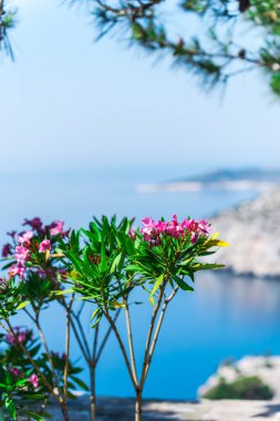 Bulanık deniz manzarası arka planda pembe çiçekler