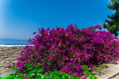 Bush ile pembe çiçekler bahçesinde closeup