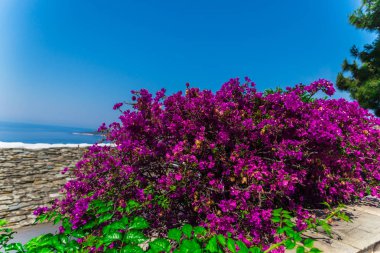Bush ile pembe çiçekler bahçesinde closeup