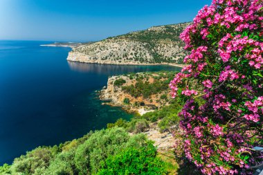 Yaz Thassos Adası, Yunanistan sahil şeridine çalılar çiçeği pembe çiçekler 