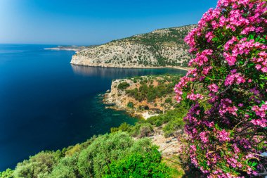 Yaz Thassos Adası, Yunanistan sahil şeridine çalılar çiçeği pembe çiçekler 