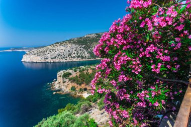 Yaz Thassos Adası, Yunanistan sahil şeridine çalılar çiçeği pembe çiçekler 