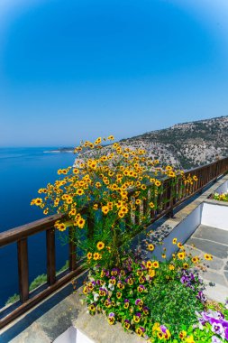 güzel yaz Thassos Island, Yunanistan sahil şeridine çiçeği sarı çiçekler, çit bakış 