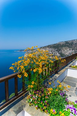 güzel yaz Thassos Island, Yunanistan sahil şeridine çiçeği sarı çiçekler, çit bakış 