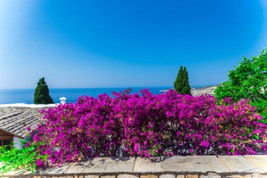 Yaz Thassos Adası, Yunanistan sahil şeridine çalılar çiçeği pembe çiçekler 