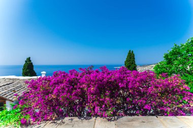 Yaz Thassos Adası, Yunanistan sahil şeridine çalılar çiçeği pembe çiçekler 
