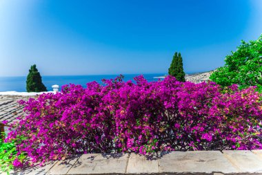Yaz Thassos Adası, Yunanistan sahil şeridine çalılar çiçeği pembe çiçekler 