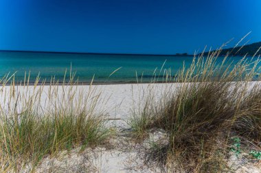 kumlu kıyı şeridi sahil ve mavi deniz suyu üzerinde çim bitki yetiştirme 