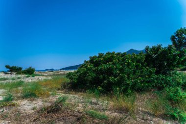 Mavi gökyüzü ile kum üzerinde yeşil çalılar