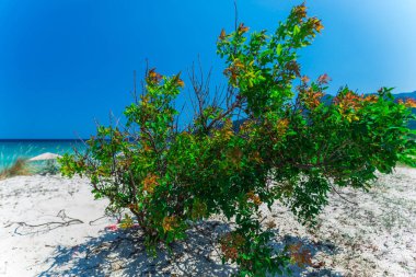 Sahilde yeşil bush büyüyen Thassos Adası, kumlu plaj ve mavi gökyüzü, 