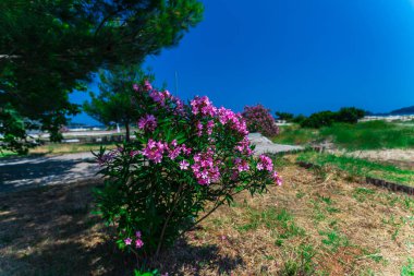 Yunanistan sahilinde düzenli çiçekler