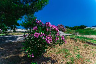 Yunanistan sahilinde düzenli çiçekler