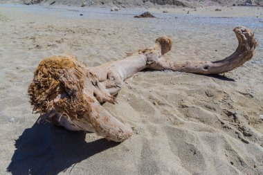 Çakıl taşları ve eski yıpranmış ağaç dalı ile kum plaj