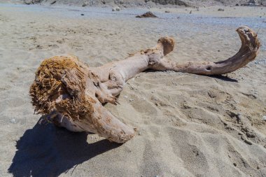 Çakıl taşları ve eski yıpranmış ağaç dalı ile kum plaj