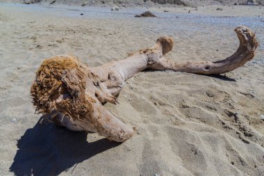 Çakıl taşları ve eski yıpranmış ağaç dalı ile kum plaj