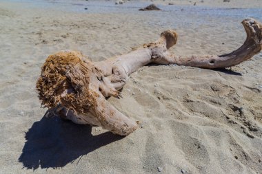 Çakıl taşları ve eski yıpranmış ağaç dalı ile kum plaj