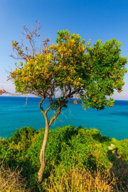 mavi deniz suyu ve ön plan üzerinde büyüyen ağacı 