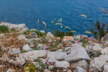 deniz suyu ve ön plan kayalar ve taşlar üzerinde bitki yetiştirme 
