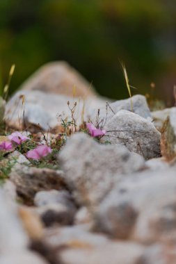 Taşların arasında büyüyen küçük pembe çiçekler
