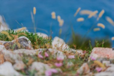 deniz suyu ve ön plan kayalar ve taşlar üzerinde bitki yetiştirme 