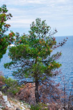 Yunanistan deniz manzarası, doğal arka plan.