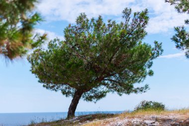 Genç çam ağacı deniz arka plan üzerinde