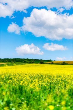 bulutların üzerinde sarı bitkiler ile çiftlik alanı ile mavi gökyüzü 
