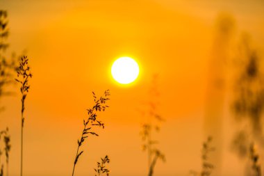 turuncu günbatımı gökyüzü güneş ve ön plan üzerinde çiçek bitkiler ile 
