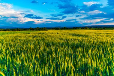 Altın buğday alan çim