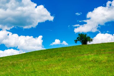 Mavi gökyüzü arka plan üzerinde tek ağaç ile yeşil alan