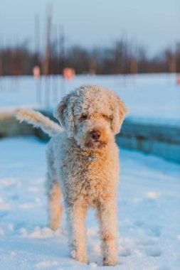 Çekim kaniş köpek yavrusu duran tam uzunlukta 