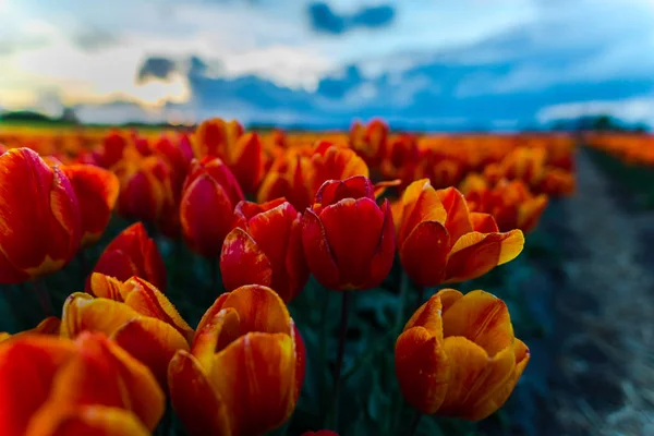 Close Flores Tulipas Crescimento Prado Campo — Fotografia de Stock