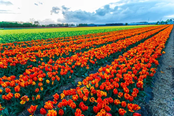 Belle Plantation Fleurs Culture Fleurs Tulipes Champ Coucher Soleil Ciel — Photo