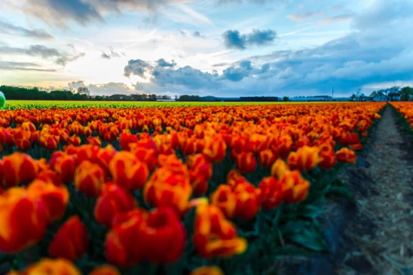 Plantação Flores Bonitas Cultivo Tulipas Campo Flores Céu Por Sol — Fotografia de Stock