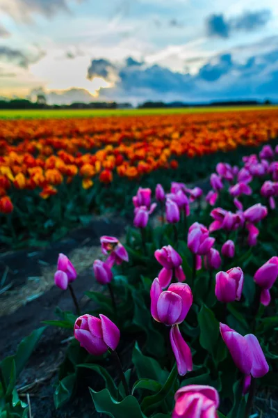 Красивые Цветы Плантации Выращивание Тюльпанов Цветочные Поля Закат Неба — стоковое фото
