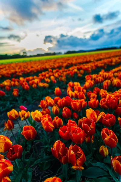 Krásné Květiny Plantáž Pěstování Tulipánů Květiny Pole Západu Slunce Obloze — Stock fotografie