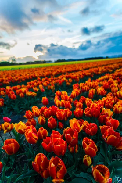 Piękne Kwiaty Plantacji Rosnące Pole Kwiatów Tulipany Niebo Zachód Słońca — Zdjęcie stockowe