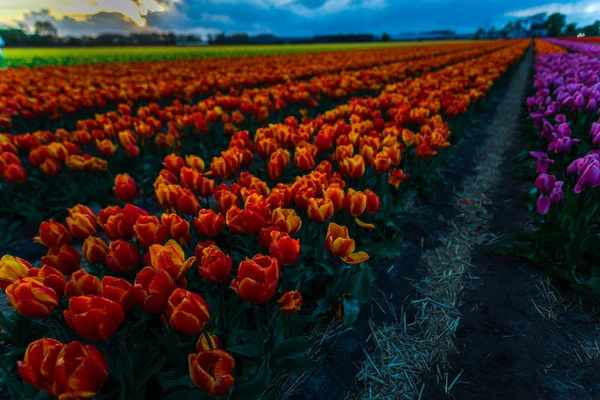 Close Van Groeiende Bloemen Van Tulpen Veld Weide — Stockfoto