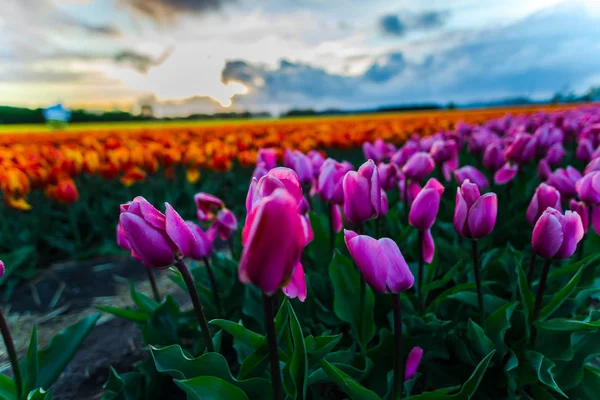 Bella Piantagione Fiori Campo Fiori Tulipani Crescita Cielo Tramonto — Foto Stock