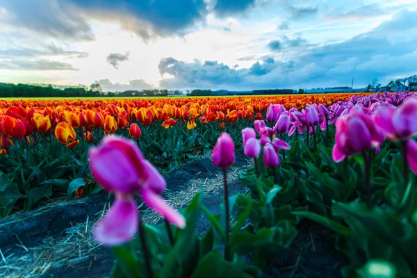 美しい花のプランテーション 成長チューリップ花フィールドと夕焼け空 — ストック写真