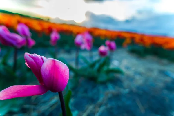 Крупным Планом Выращивания Тюльпанов Лугу — стоковое фото