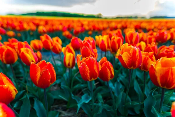 Close Van Groeiende Bloemen Van Tulpen Veld Weide — Stockfoto