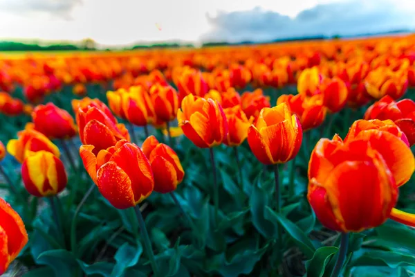 Close Van Groeiende Bloemen Van Tulpen Veld Weide — Stockfoto