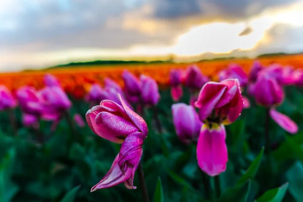 Pěstování Tulipánů Květiny Poli Louce Farmy Plantáže Západu Slunce Obloha — Stock fotografie