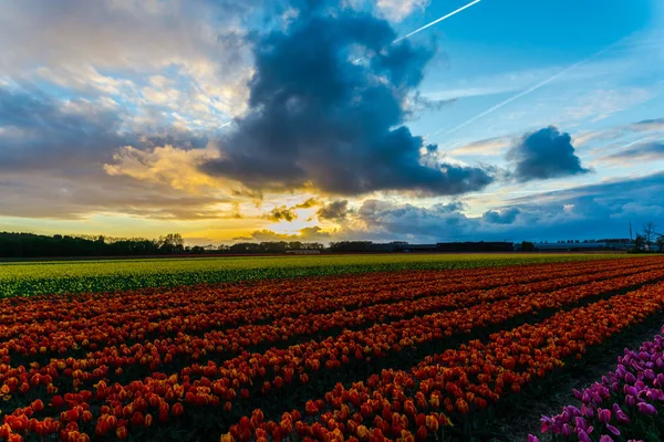 Beautiful Flowers Plantation Growing Tulips Flowers Field Sunset Sky — Stock Photo, Image