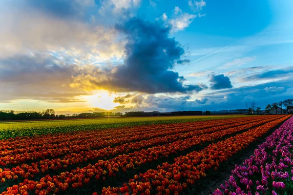 Krásné Pole Rostoucí Květiny Tulipány Západu Slunce Obloze — Stock fotografie