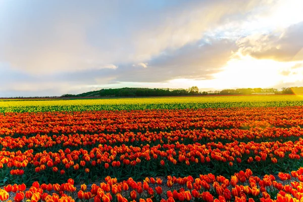 Beautiful Growing Tulips Flowers Field Sunset Sky — Stock Photo, Image