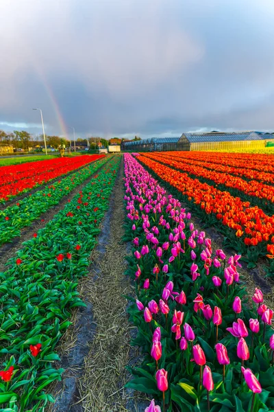 Mooie Groeiende Tulpen Bloemen Veld Avondrood — Stockfoto