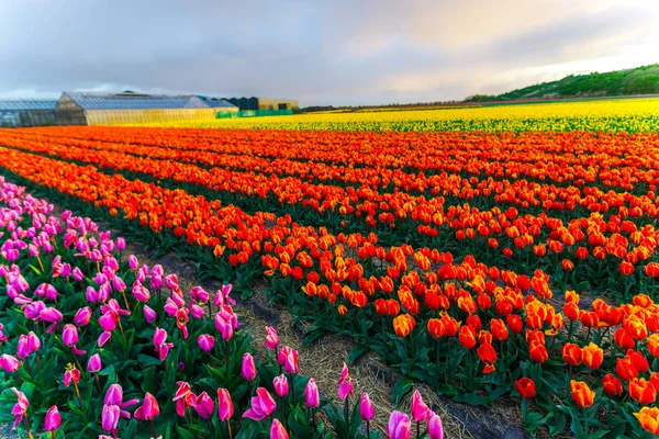 Mooie Groeiende Tulpen Bloemen Veld Avondrood — Stockfoto